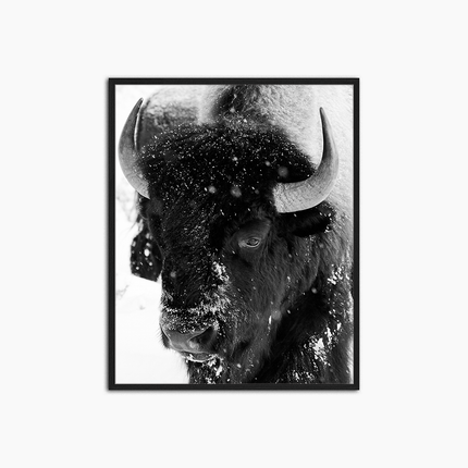 Bison neige - Décoration murale imprimée
