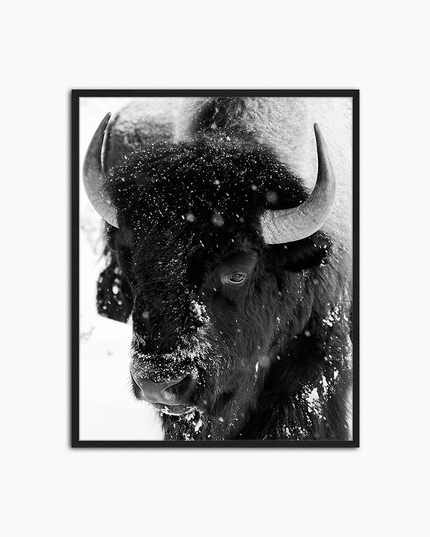Bison schneit – Wanddekoration drucken