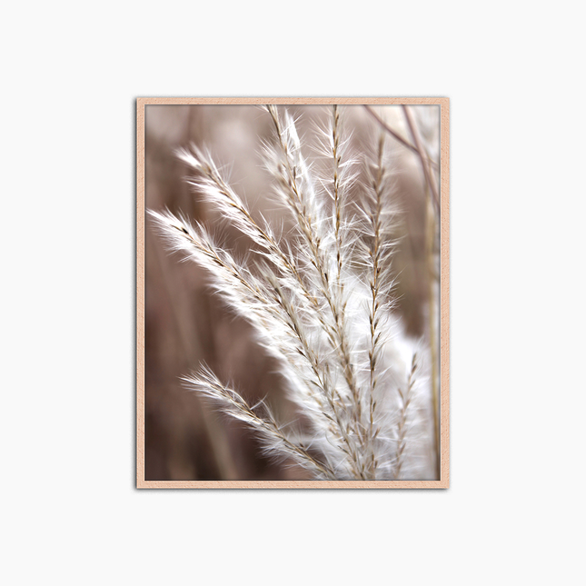 Herbe de la Pampa en gros plan - Décoration murale imprimée